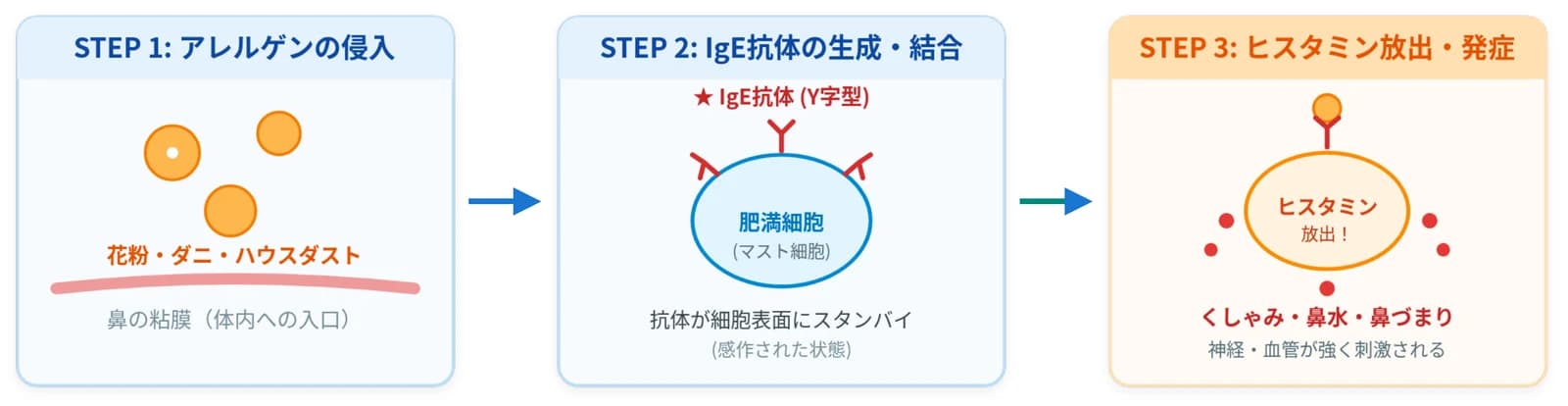 アレルギー性鼻炎が起こるしくみ。STEP 1 アレルゲンの侵入、STEP 2 IgE抗体の生成・結合、STEP 3 ヒスタミン放出・発症