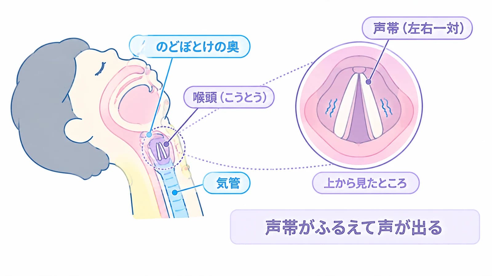 声が出るしくみ。頭から首の断面で、のどぼとけの奥にある喉頭(こうとう)と、その下に続く気管の位置を示し、喉頭を上から見た拡大図で左右一対の声帯がふるえて声が出ることを示す