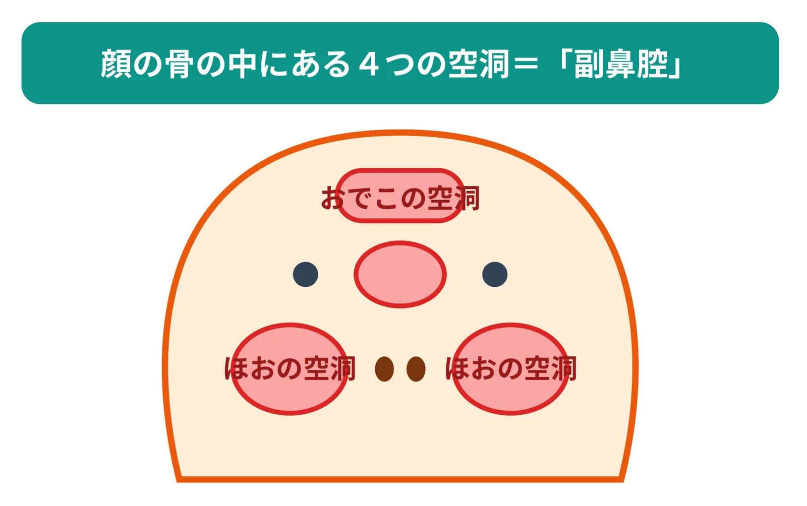 顔の骨の中にある4つの空洞「副鼻腔」(おでこの空洞・ほおの空洞)の位置