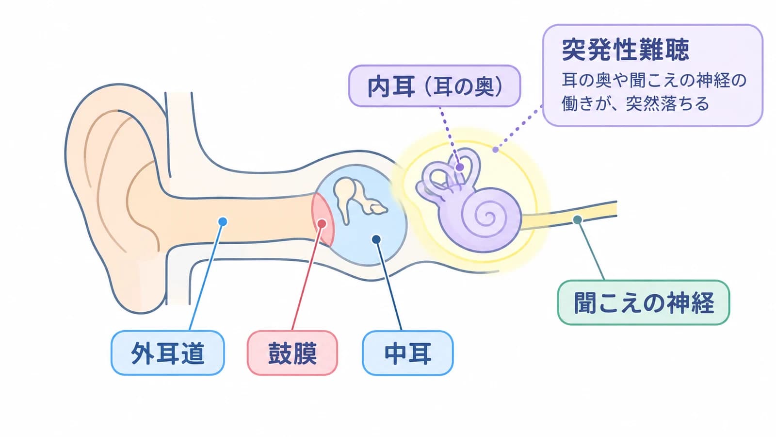 耳の断面図。外耳道・鼓膜・中耳の奥にある内耳(耳の奥)と聞こえの神経の働きが、突然落ちるのが突発性難聴
