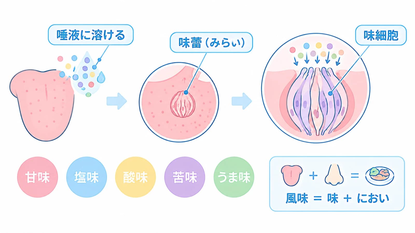味を感じるしくみ。食べ物の成分が唾液に溶け、舌の表面の味蕾(みらい)に届き、その中の味細胞が甘味・塩味・酸味・苦味・うま味を感じ取る。風味は味とにおいを合わせたもの
